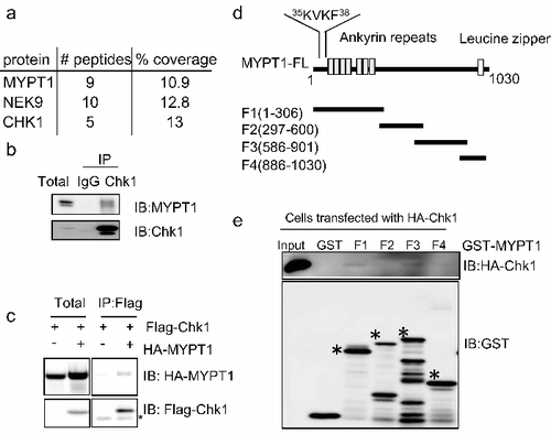 Figure 1. Interaction between Chk1 and MYPT1. (A) Chk1 was immunoprecipitated from HeLa cells, and samples were analyzed by SDS-PAGE with Coomassie blue staining. Chk1-interacting proteins were identified by mass spectrometry. Shown in the table are the proteins identified in the immunocomplex. The number of peptides and peptide coverage pertentage were indicated. (B) Chk1 immunoprecipitates were blotted with anti-Chk1 and anti-MYPT1 antibodies.(C) HeLa cells transfected with vector or HA-MYPT1, and Flag-Chk1 constructs were subjected to IP and IB assays using the antibodies indicated. Asterisks indicate IgG. (D) Domain structures of MYPT1. The PP1 binding motif, the ankyrin repeats, and the Leucine zipper domain, and the boundaries of MYPT1 fragments used in this study are indicated. (E) Bacterially expressed MYPT1 fragments were incubated with lysates from HeLa cells transfected with HA-Chk1. Asterisks indicate the corresponding bands.