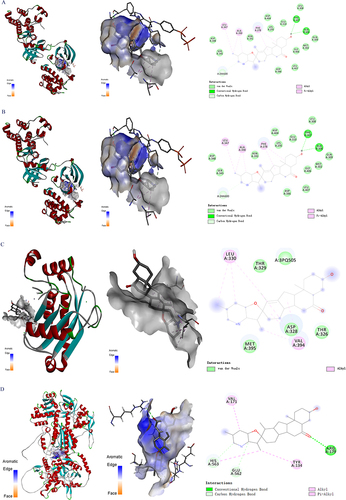 Figure 5 Molecular docking analysis between peimisine and the targets. (A) SRC, (B) ADRB2, (C) MMP2, and (D) NOS3.