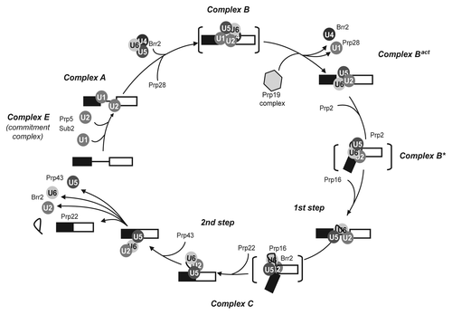 Figure 1. RNA helicases in the spliceosome assembly/disassembly pathway. The order of assembly of U snRNPs and the steps of association and activity of helicases are shown on a transcript containing a single intron. Names of complexes refer to the human nomenclature.