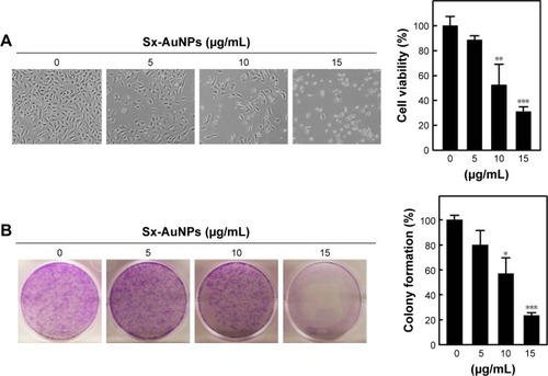 Figure 5 Sx-AuNPs inhibit viability and colony formation of nasopharyngeal carcinoma (C666-1) cells.Notes: (A and B) Cells were treated with various concentrations of Sx-AuNPs (5–15 µg/mL) for 24 hours or with vehicle control (0.1% DMSO), and morphological changes were examined under a phase-contrast microscope (200× magnification). Cell viability was determined using the MTT assay. Cells were incubated with Sx-AuNPs (0, 5, 10, and 15 µg/mL) for 7 days, and the percentage of colony formation was calculated by defining the number of colonies in the absence of Sx-AuNPs as 100%. Values are expressed as mean ± SD (n=3). Values were considered significant at *P<0.05, **P<0.01, and ***P<0.001 compared with untreated control cells.Abbreviations: AuNP, gold nanoparticle; DMSO, dimethyl sulfoxide; Sx, Solanum xanthocarpum.