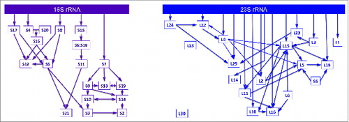 Figure 3. Hierarchy in ribosome assembly. In vitro assembly maps for the small (left) and large (right) ribosomal subunits in E. coli. The Nomura small subunit map has been modified based on the recent in vivo work by Williamson and colleagues.Citation48 The simplified Nierhaus large subunit assembly map was adapted from FoxCitation114 to show only universally conserved ribosomal proteins.