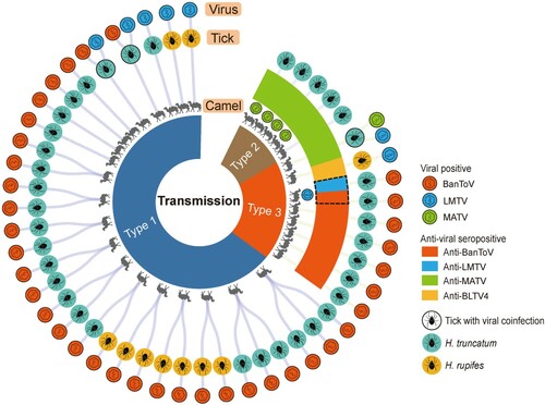 Figure 5. Patterns of viral transmission between ticks and camels in Kenya. Three transmission patterns (types 1, 2, and 3) are characterized based on the results of viral RNA detection in ticks and camel serum samples and anti-viral antibody detection in camels. The transmission correlations of the camels, ticks, and identified viruses are shown as shaded lines. Each camel and tick that positive for viral RNA is labelled with the diagram of viral particles. Camels positive for the antibody against viruses are indicated by coloured boxes. Tick species can be distinguished by their different colours. Virus species and specific antibodies are indicated by different colours. Red, BanToV; blue, LMTV; green, MATV. A single tick co-infected with more than one virus is indicated by a circular outline. The camel whose antibody responds to two different viruses is labelled with a dashed outline. The landscape of the viral transmission correlations is plotted and adjusted using d3.js (https://d3js.org).