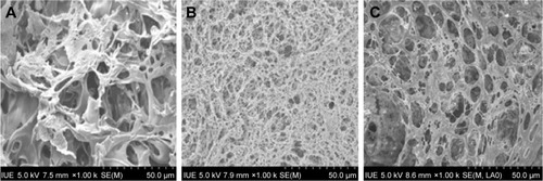 Figure 2 SEM images of the PLLA scaffolds (scale bar, 50 μm for all panels) prepared from different organic solutions: (A) dichloromethane, (B) 1,4-dioxane and (C) dichloromethane/1,4-dioxane 1:1 (v:v).Abbreviations: SEM, scanning electron microscope; PLLA, poly(l-lactic acid); IUE, Institute of Urban Environment.