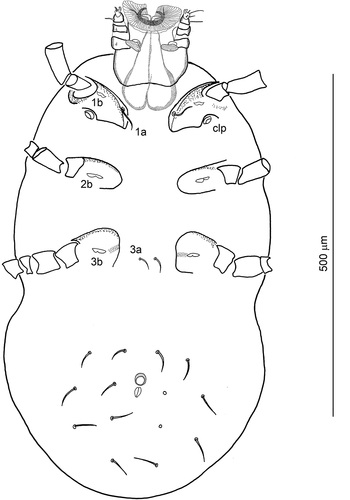 Figure 4. Hexathrombium abirami, larva. Gnathosoma and idiosoma, ventral aspect