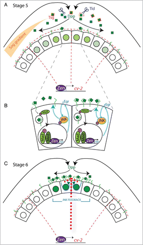 Figure 1. (A) Schematic depicting the activities of some of the known factors that shape the BMP signaling domain at the onset of gastrulation. Localization of Dpp to the dorsal midline is promoted by the binding of Dpp (green boxes) to an inhibitory complex of Sog (orange) and Tsg (red). Dpp is released from this complex by the cleavage of Sog by the metalloprotease Tld (blue scissors). Free Dpp can be bound by its receptor Tkv (green) or by Cv-2 (red dashes), which is under the control of early zen transcription and present throughout the dorsal half of the embryo. The level of pMad signaling in individual nuclei is represented by the intensity of green. (B) BMP signaling induces the expression of the positive feedback gene encoding Egr (blue) which can then activate the JNK cascade (teal arrows). JNK activity leads to an increase in BMP receptor-ligand interactions, possibly by increasing BMP receptor concentration on the cell surface, which in turn increases BMP signaling (compare left and right cells) (C) In regions of positive feedback (teal dashes), an increase in the BMP receptor concentration on the cell surface could convert the activity of Cv-2 from an antagonist to an agonist of BMP signaling (thick red dashes). The final signaling domain at the onset of gastrulation is constrained by the limiting of ligand to those cells with high concentrations of cell surface receptors.