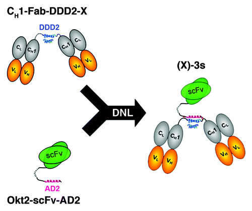 Figure 1. Schematic showing the DNL formation of (X)-3s between a dimer of anti-X Fab and a monomer of anti-CD3 scFv via the site-specific conjugation of fused DDD2 and AD2 peptides.