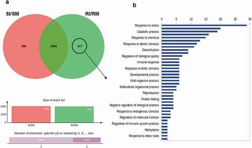 Fig. 3 Transcriptome analysis of the defence responses of the wheat lines Avocet-Yr15 and Avocet-S to challenge by Puccinia striiformis f. sp. tritici isolate UGW16001. (a) Venn diagram showing the unique and overlapping sets of genes significantly (P < 0.05) and differentially (log2 fold change ≥ 2) upregulated in the various interactions (i.e., SI: Avocet-S and Pst-inoculated; SM: Avocet-S and mock-inoculated; RI: Avocet-Yr15 and Pst-inoculated; RM: Avocet-Yr15 and mock-inoculated). The set of 517 differentially expressed genes (DEGs) exclusively belonging to RI/RM was selected for the downstream gene ontology enrichment analysis. (b) Enriched ‘Biological Process’ gene ontology terms of the selected genes