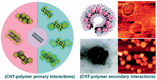 Figure 5. Covalent and non-covalent interactions between CNTs and linear, dendritic and hyperbranched polymers and also biomacromolecules for producing CNT–polymer hybrid nanomaterials as anticancer drug delivery systems and Surface functionalization of the CNTs for biomedical applications [Citation186].