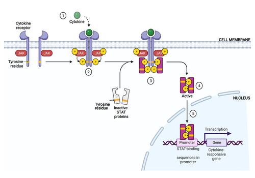 Figure 1 The Janus kinase signal transducer and activator of transcription (JAK-STAT) signaling pathway.