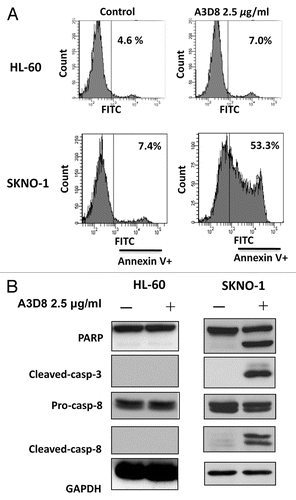 Figure 6. SKNO-1 cells, but not HL-60 cells, are sensitive to A3D8-induced apoptosis and caspase-8 activation. SKNO-1 cells were treated with or without 2.5 μg/ml A3D8 for 2 days and HL-60 cells were treated with or without 2.5 μg/ml A3D8 for 3 days. Apoptotic cells were determined by FACS after staining with annexin-V (A). The relative levels of cleaved PARP, caspase-3 and -8 were analyzed by Western blotting analysis (B).