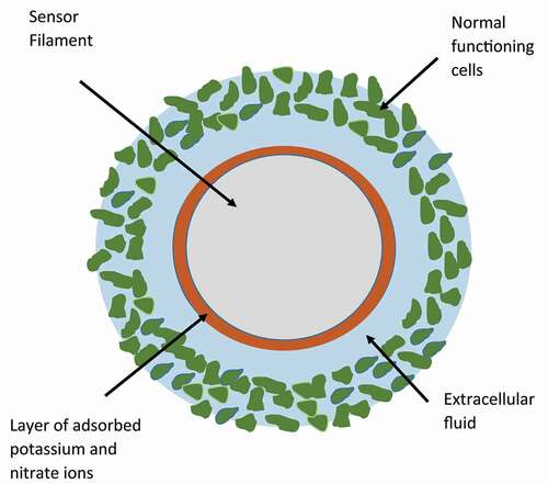 Figure 9b. Cross-sectional view of the sensor filament resident in plant tissue. Filament diameter is 406 micrometers. Average cell diameter is 20 micrometers. Extracellular fluid wets the surface of the filament. This fluid contains nitrate and potassium ions (not shown). Nitrate and potassium ions from this fluid adsorb on the filament surface. Thickness of layer shown is in the order of nanometers. Filament surface is equipotential and in equilibrium with extracellular fluid potential. Distance between filament surface and normal functioning cells is in the order of micrometers.