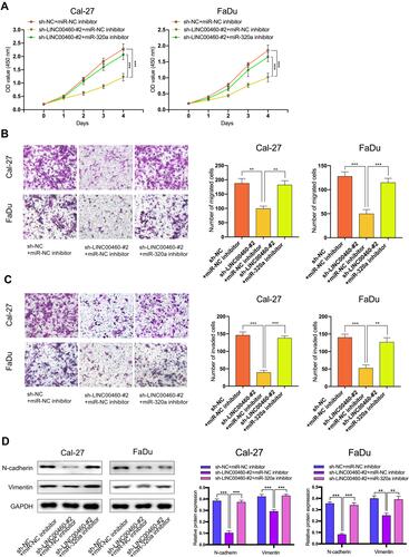 Figure 4 The regulation of LINC00460 on HNSCC cells was mediated by miR-320a. (A–C) CCK-8 assays, transwell migration, and invasion assays were used to detect the cell proliferation ability, cell migration, and invasion ability after transfection Cal-27 and FaDu cells with sh-NC+NC inhibitor, sh-LINC00460-#2+miR-NC inhibitor, or sh-LINC00460-#2+miR-320a inhibitor. (scale bar: 200 μm for transwell assay). (D) Western blot analysis was used to detect the expression of EMT-related genes after transfecting Cal-27 and FaDu cells. **P < 0.01, ***P < 0.001.