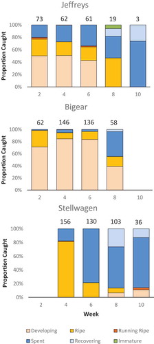 FIGURE 4. Reproductive stages of female Winter Flounder (adjusted for classification accuracy) caught from March 14 to May 15, 2016, in three offshore areas within the southern Gulf of Maine: Jeffreys Ledge (top panel), Bigear (middle panel), and Stellwagen Bank (bottom panel). Catch data are grouped into biweekly periods. Numbers above biweekly data represent the total number of female Winter Flounder that were assessed each week.