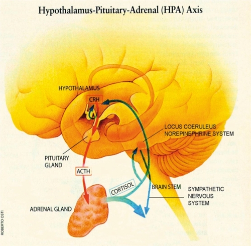 Figure 1. The hypothalamic-pituitary-adrenal axis is the body's major response system for stress. The hypothalamus secretes CRH, which binds to receptors on pituitary cells, which produce/release ACTH, which is transported to the adrenal gland where adrenal hormones such as Cortisol are produced/released. The release of Cortisol activates sympathetic nervous pathways and generates negative feedback to both the hypothalamus and the anterior pituitary. This negative feedback system appears to be compromised in patients with post-traumatic stress disorder. CRH, corticotropin-releasing hormone; ACTH, adrenocorticotropin