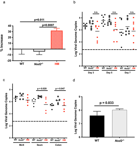 Figure 4. NOD2-dependent noroviral load. a)- WT, Nod2-/- and Atg16l1HM mice (n = 5 each) were treated with 3% DSS and infected with MNoV_CR6 (3×107 PFU). Inflammation was measured as percentage of increase in muscle thickness at the anal-rectal junction in colonic section images plotted after baseline subtraction relatively to the values obtained from WT mice. b)- the viral load measured in stools from WT, Nod2-/- and Atg16l1HM mice at days 3, 5, and 7 post-infection with MNoV_CR6 (3×107 PFU) (n = 8). c)- the viral load measured from indicated tissue samples from MNoV_CR6 infected (3×107 PFU) WT, Nod2-/- and Atg16l1HM mice that were treated for 1 week with D55 3% (n = 5). d)- MNoV_S99 genome quantification from WT and Nod2−/− BMDM cells infected with MNoV_S99 (Moi 0.1 for 24 h) (n = 3). All the statistical differences were measured with Student’s t-test.