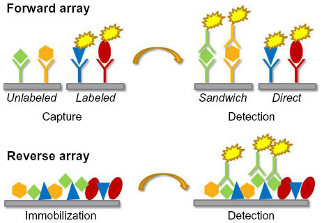 Figure 3 Schematic representation of the two main antibody-based array types.