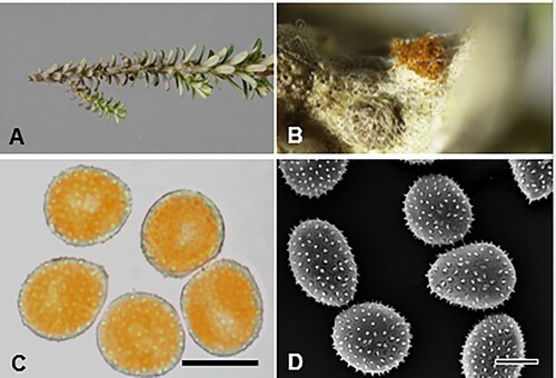 Figure 23. Puccinia ozothamni on Ozothamnus leptophyllus: A, B, Uredinia. C, D, Urediniospores (C, light microscope, D, scanning electron microscope). Scale bars C = 20 μm; D = 10 μm.