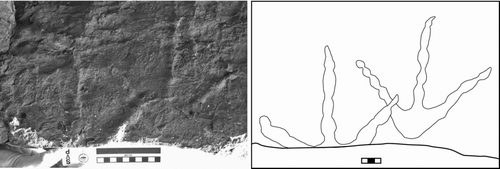 Figure 4 Magnoavipes denaliensis from Tattler Creek. Original tracks remain in outcrop. Specimen moulded and cast (DMNH 2008-08-22). Contour interval = 1.27 mm.