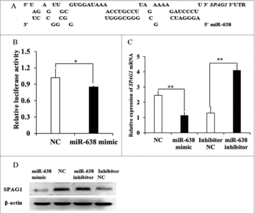 Figure 1. SPAG1 is a direct target of miR-638 in immature porcine Sertoli cells. (A) The miR-638 binding site in the SPAG1 3′UTR was predicted using RNAhybrid. (B) pmirGLO-SPAG1-3′UTR was co-transfected into ST cells with miR-638 mimics or NC. Whole cellular lysates were obtained 24 h after transfection, and then relative luciferase activity was measured. (C) Endogenous SPAG1 mRNA levels were detected in ST cells 24 h after transfection with miR-638 mimics or NC and miR-638 inhibitors or inhibitor NC. (D) SPAG1 protein levels were also monitored using Western blot analysis for 48 h after transfection with miR-638 mimics or mimics NC and miR-638 inhibitors or inhibitor NC. Data are presented as the mean ± S. D. (three independent replicates per group). * P < 0.05, ** P < 0.01.