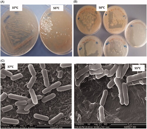Figure 1. Bacillus haynesii (CDL3) (A) NA plate showing cultural characteristics at different temperature, (B) NaCl tolerance of 0–10% (w/v) at the temperature of 50 °C (C) SEM images at different temperatures.