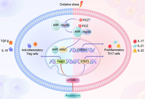 Figure 2 Oxidative stress skews the Th17/Treg cell balance. AHR normally exists in the cytoplasm with Hsp90. Oxidative stress accelerates the formation of FICZ and leads to an exchange of Hsp90 for the nuclear translocation component ARNT, which subsequently triggers CYP1A1 gene expression and encourages proinflammatory Th17 cell expansion. Oxidative stress can elicit the activation of mTORC1, which positively facilitates Th17 cell expansion via activating STAT3, but inhibits Foxp3-mediated anti-inflammatory Treg cells. Rapamycin, as the mTOR blockade, is supposed to be useful for regulating Th17/Treg cell balance.