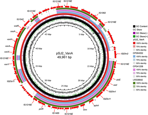 Figure 1 Circular genome alignment of the vanA-encoding rep2 pSJ2_VanA plasmid with three closely related plasmids (CP103318.1, CP041258.1, and LR536642.1). ORFs are portrayed by arrows. The alignment of the plasmids was performed and visualized by BLAST ring image generator (BRIG) software.