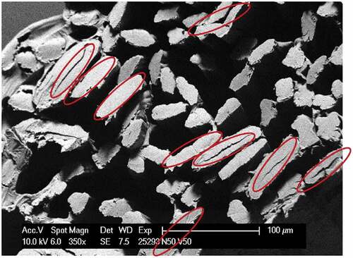 Figure 11. SEM cross-sectional image of the 50/50 nettle/viscose blended yarn (red circle -nettle fiber).