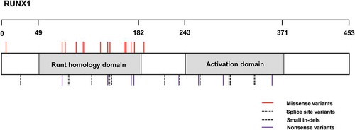 Figure 1. Schematic showing the protein location of all previously published variants within RUNX1 which are implicated in FPD/AML. The Runt-homology DNA-binding domain spanning amino acids 49 to182 and the Activation domain spanning from amino acid 243 to 371 is also displayed. Alterations are numbered according to positions in the NM_001001890 transcript for RUNX1.