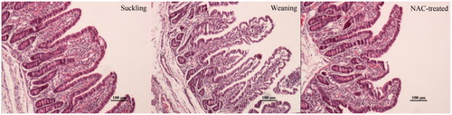Figure 1. Morphology of jejunal villi in the suckling, weaning and NAC-treated piglet groups. The suckling group shows villi arrange neatly, whereas a partial villi destruction with an oedema condition are observed in the tunica mucosa of the weaning group. The NAC-treated group shows scarce signs of villi destruction.