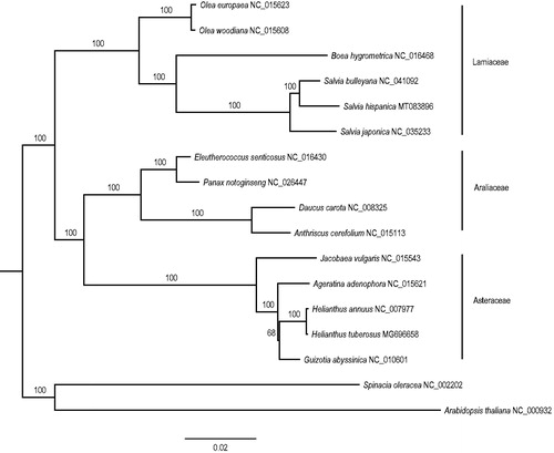 Figure 1. A maximum-likelihood (ML) tree inferred from 80 plastome genes. Spinacia oleracea and Arabidopsis thaliana from Chenopodiaceae and Brassicaceae are used as outgroup. The numbers on branches are bootstrap support values.