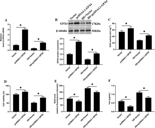 Figure 6. Overexpression of GPX4 reduces SOD activity and reduces heat stress-induced ferroptosis-like death in GMECs. The negative control group and heat stimulation group were transfected with 1 mg/mL adenovirus carrying GPX4, and then the cells and supernatant were separated for functional testing: (A) RT-PCR was used to determine the expression of GPX4 nucleic acid. (B) Western blotting was used to measure the expression of GPX4 protein. (C) SOD determination kit was used to determine the activity of SOD. (D) MTT assay was used to detect the cell viability. (E) Determination of ROS content. (F) A spectrophotometer was used to determine the concentration of iron ions. *P < 0.05 versus control, n=6.