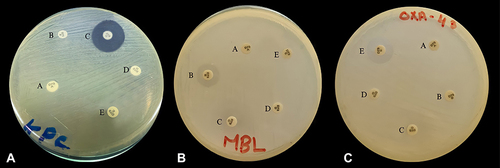 Figure 2 Positive results of MAST-Carba plus assay .(A) KPC positive, the diameter difference between disc C and disc A was ≥5 mm and <5 mm difference between disc B or disc D and disc A. (B) MBL positive, the diameter difference between disc B and disc A was ≥5 mm and <5 mm difference between disc C or disc D and disc A. (C) OXA-48 positive, the zone of inhibition around disc E was ≤10 mm with no synergy between discs A–D.