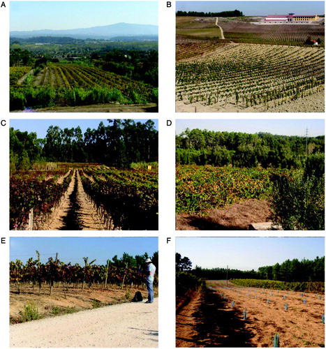 Figure 2. Images of the Bairrada region. (A) General eastward view of Bairrada with vineyards in the Atlantic margin and Cértima valley intermixed with other agricultural and forest occupation; eastern reliefs at the back. (B) Extensive vineyard in Jurassic units. (C) Vineyards along slightly dipping slopes on ‘Jurassic marly and dolomitic carbonates’; at the top of gentle hills the Jurassic units are covered by ‘Sand-gravel coastal sediments’ where coniferous forests tend to develop. (D) Small patches of vineyards inter-mixed with forest and olive occupation. (E) Vineyards in thin ‘Sand-gravel coastal sediments’ that cover ‘Jurassic marly and dolomitic carbonates’. (F) Recent replacement of vineyards by coniferous forests.