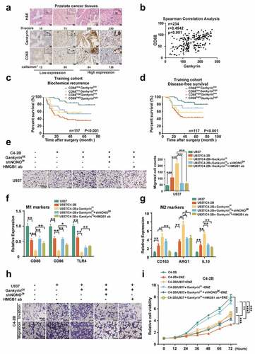 Figure 5. Gankyrin facilitates prostate cancer progression via interaction between tumor cells and tumor-associated macrophages (TAMs). (a), Immunohistochemistry and H&E images of gankyrin and CD68 expression in prostate carcinoma samples (scale bar = 50 μm). (b), Spearman Correlation analysis of gankyrin and CD68 in prostate carcinoma samples. (c-d), Kaplan–Meier curves of BCR and DFS in prostate carcinoma patients in the training cohort were analyzed. (e), Pictures and counts of migrated U937 cells cultured in conditioned medium of cocultured C4-2B cells or gankyrin-overexpressing (GankyrinOE) C4-2B without or with NONO knockdown or treated with an HMGB1-neutralizing antibody (scale bar = 100 μm). (f-g), Real-time PCR was performed to analyze the expression of M1 (f) or M2 (g)-related genes in U937 cells cocultured with control C4-2B and gankyrin-overexpressing C4-2B with or without NONO knockdown or treated with an HMGB1-neutralizing antibody. (h), Representative micrographs of the invasion and migration abilities of C4-2B cultured alone or with U937 cells, with or without gankyrin overexpression in the absence or exist of NONO knockdown or treated with an HMGB1-neutralizing antibody (scale bar = 100 μm). (i), Cell viability analysis was performed in naïve C4-2B cells, enzalutamide-treated C4-2B, and enzalutamide-treated gankyrin-overexpressing C4-2B cultured alone or with U937 cells in the absence or exist of NONO knockdown or treated with an HMGB1-neutralizing antibody (*p < .05, **p < .01 and ***p < .001).