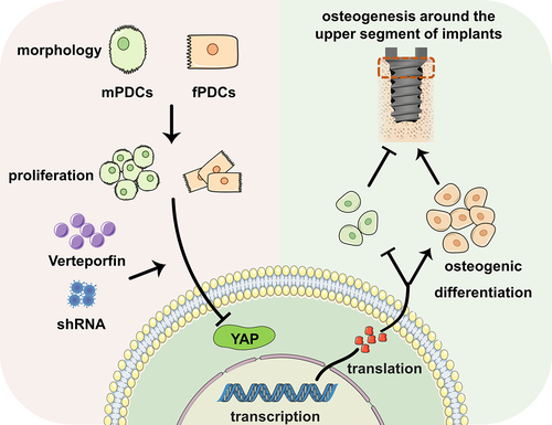 Figure 8. Graphic summary of this study. Mandible periosteum derived cells and femur periosteum derived cells differed from each other in both morphology and proliferation. They showed different osteogenic responses to the downregulation of YAP cascade signaling in vitro. In vivo, the periosteum was proved to contribute to the osteointegration around implants, especially the upper segment. The downregulation of YAP in the periosteum similarly promoted the osteointegration of the upper segment implant in mandible. However, it degraded the upper segment implant osteointegration in femur.