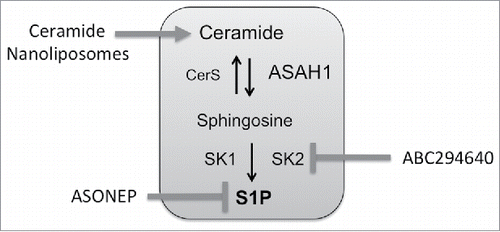 Figure 3. Sphingolipid therapeutics under clinical investigation. ASONEP is an antibody designed to target S1P. ABC294640 is an inhibitor of sphingosine kinase 2. Ceramide nanoliposomes are pegylated liposomes containing C6-ceramide.