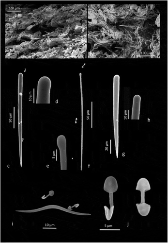 Figure 3. Clathria (Microciona) aceratoobtusa. (a, b) Typical hymedesmoid-like skeleton by SEM; (c) Principal long, and thick subtylostyle; (d) Smooth tylo of the thick subtylostyle; (e) Smooth tylo of the thin subtylostyle; (f) Thin auxiliary subtylostyle; (g) Smooth echinating style; (h) Smooth tylo of the echinating style; (i) Oxhorn toxa and palmate isochelae; (j) Palmate isochelae