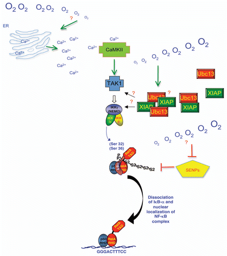 Figure 2 Mechanism of hypoxia induced NFκB. Schematic diagram depicting a model based on our results for the mechanism of hypoxia induced NFκB activity in cells. Upon hypoxia exposure Calcium is released from cellular compartments such as the Endoplasmic Reticulum (ER). This Calcium increase activates CamK2, which leads to the activation of TAK1. TAK-TAB complex are brought to the IKK complex by the K63-ubiquitin chains promoted by Ubc13-XIAP complex leading to IKK activation and hence phosphorylation of IκBα. Hypoxia also promotes the inhibition of specific Senps (5, 6 and 7) leading to increased Sumo-2/3 (S2) chains on IκBα, which promote RelA release, nuclear accumulation and target gene activation and repression. Question marks indicate areas where mechanistic insights are still missing.