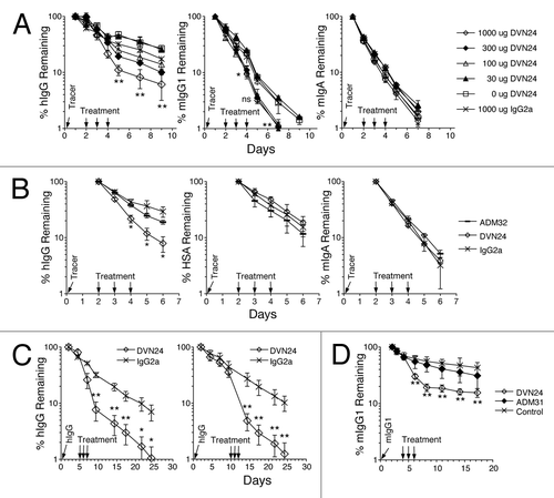 Figure 5 Blockade of IgG by anti-hFcRn mAbs in vivo. (A) B6 Tg276 mice were co-injected ip with 100 µg each of hIgG, mIgG1 (1B7.11) and mIgA (2F11–10) as tracers. The mice were then injected with 1,000 µg (◊), 300 µg (◆), 100 µg (△), 30 µg (▴) or 0 µg (□) of DVN24 or with 1,000 µg (X) of a control IgG2a mAb into groups of 3 mice on days 2, 3 and 4 d after tracer injection. (B) B6 Tg276 mice (n = 3) were co-injected ip with 100 µg hIgG and 1 mg of HSA tracers followed by injections with 1 mg doses of ADM32 (−), DVN24 (◊) or isotype matched mIgG2a (X). (C) B6 Tg276 mice (n = 4–5) were injected with 100 µg hIgG tracer and then treated on days 5–7 or 10–12 with 1 mg of DVN24 (◊) or mIgG2a (X). Significant differences (A–C) are indicated as *p < 0.05 and **p < 0.01 comparing 1,000 µg injections of DVN24 with the control isotype matched mIgG2a. (D) B6 WT mice (n = 8) were injected ip with 200 µg of mIgG1 (1B7.11) as a tracer, and then injected ip on days 4–6 with 1 mg doses of DVN24 (◊), ADM31 (◆) or vehicle only (X). Tracer plasma concentrations were determined by ELISA and plotted either as percent remaining as compared with the first time point plasma concentrations or as plasma concentrations ±SD. Significant differences (D) are indicated as **p < 0.01 comparing 1,000 µg injections of DVN24 with the vehicle only control.