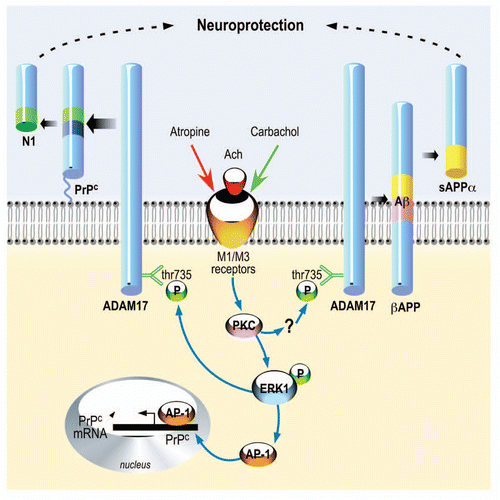 Figure 1 Regulated α-secretase pathways of cellular prion and βAPP processing. M1 and M3 muscarinic receptors can be stimulated by acetylcholine and blocked by atropine. In the case of PrPC, subsequent to this agonist-receptor interaction, PKC stimulation triggers ERK1 phosphorylation and Thr735 phosphorylation of ADAM17, thereby increasing N1 production. Concomitantly, ERK1 increases PrPC promoter transactivation via AP-1 and thereby enhances PrPC expression. In the case of βAPP, PKC triggers ADAM17 phosphorylation by a yet unidentified intermediate effector that is distinct of ERK1. Both α-secretase cleavages yield fragments, N1 and sAPPα with similar protective properties.