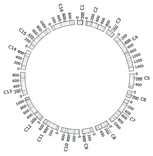 Figure 12. Genome structure of S. cerevisiae. The haploid genome of S. cerevisiae includes 16 euchromosomes and an extra mitochondria chromosome (not shown here). Scales on each chromosome indicate its length (unit in kb). On each chromosome “C” indicates the position of its centromere in the form of its affixed chromosome name.