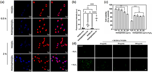 Figure 6 Cellular uptake and intracellular antioxidant capacity of RGDS@NGQDs. (a) Confocal microscopy observed the uptake of NGQDs or RGDS@NGQDs (200 μg/mL) in HCECs at 0.5 or 2 h incubations. Nuclei were stained with 7-AAD (Ex/Em: 546/647 nm, red fluorescence), NGQDs and RGDS@NGQDs excited at 370 nm showed blue fluorescence. Scale bar: 20 μm; (b) The intracellular fluorescence intensity of NGQDs or RGDS@NGQDs, quantified using Image J; (c) The cytocompatibility of RGDS@NGQDs and their antioxidant capacity, as assessed by CCK-8 assay; (d) ROS detection in HCECs by DCFH-DA probes; the scale bar represents 100 μm). (ns. p > 0.05, *p ≤ 0.05, **p ≤ 0.01, ***p ≤ 0.001, ****p ≤ 0.0001 vs the corresponding treatment group linked with it).