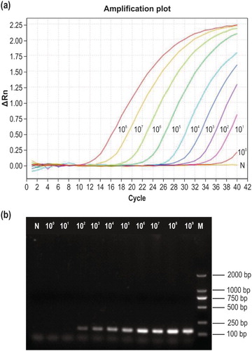Figure 3. Sensitivity testing. (a) Sensitivity of the newly developed qPCR method. Curves 108–100 correspond to 2.53 × 108–2.53 × 100 copies/µl of recombinant plasmid DNA, respectively; N, negative control. (b) Sensitivity of conventional PCR detection using the same primers. M, DL2000 DNA marker; 109–100, 2.53 × 109–2.53 × 100 copies/µl of recombinant plasmid DNA; N, negative control.