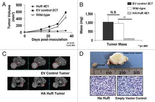 Figure 2 Overexpression of HA-HuR in MDA-MB-231 cancer cells inhibits tumor growth in athymic nude mice. (A) Repeat experiments comparing MDA-MB-231 HA-HuR 4E1 with both wild-type MDA-MB-231 and empty vector MDA-MB-231 confirmed HuR overexpression reduced tumor volume (mm3) and growth starting at two weeks post-inoculation and continuing for five weeks as measured by calipers. (B) Tumors overexpressing HA-HuR had significantly less mass after harvest 42 days post-inoculation when compared to the WT or empty vector (EV) controls. (C) MRI comparing largest sections for each tumor showed significantly smaller tumors in the HA-HuR overexpressing tumors when compared to EV control tumors. (D) Representative cross sections of tumors showed that those formed by inoculation with HA-HuR resembled a gelatin-like capsule, were significantly smaller and more homogeneous than those formed by inoculation with empty vector. Hematoxylin and eosin stain revealed poorly differentiated carcinomas with similar morphology and lack of inflammatory cells in both HA-HuR tumors and EV control tumors. Five animals were used per group in HA-HuR, empty vector and wild-type control groups. Experiments were repeated with similar results using a different clone, 5F1, (see Supporting Information Fig. S3). Data represent mean value ± SEM. p < 0.05; in photomicrographs bar = 27 microns.