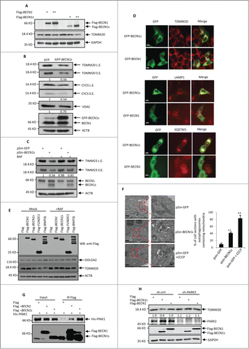 Figure 3 (See previous page). BECN1s induces mitophagy. (A) HeLa cells were transfected with the increasing amounts of constructs encoding either Flag-BECN1 or Flag-BECN1s. Twenty-four h after transfection, cell lysates were analyzed by western blot with anti-Flag, anti-TOMM20 and anti-GAPDH antibodies. (B) HeLa cells were transfected with either GFP control vector or GFP-BECN1. Twenty-four h after transfection, cell lysates were analyzed by western blot with the indicated antibodies. The blots were also qualified by using Gel-Pro analyzer software (Rockville, MD, USA). The value of each band indicates the relative expression levels of the indicated protein after normalizing to the loading control ACTIN. L.E. and SE indicate long time exposure and short time exposure, respectively. (C) HeLa cells were infected with lentiviruses expressing GFP or BECN1s. Forty-eight h after infection, cells were treated with or without BAF for another 12 h. Cell lysates were then analyzed by western blot with anti-TIMM23, anti-BECN1 and anti-ACTIN antibodies. The blot was also qualified by using Gel-Pro analyzer software (Rockville, MD, USA). The value of each band indicates the relative expression levels of TIMM23 after normalizing to the loading control ACTIN. L.E. and SE indicate long time exposure and short time exposure, respectively. (D) HeLa cells were transfected with either GFP control vector or GFP-BECN1s. Twenty-four h after transfection, cells were immunostained with anti-TOMM20, anti-LAMP1 and anti-SQSTM1 antibodies, respectively. Scale bar: 20 μm. (E) HeLa cells were transfected with the constructs encoding Flag-BECN1, Flag-BECN1s, Flag-BNIP3L and Flag-FUNDC1 as indicated. Twenty-four h after transfection, cells were treated with or without BAF for another 12 h. Cell lysates were analyzed by western blot with the indicated antibodies. (F) Cells expressing GFP or BECN1s were treated with or without Carbonyl cyanide m-chlorophenylhydrazone (CCCP) for 12 h. Cells were then subjected to electron microscopy analysis. The shown images are representatives of 3 independent experiments. Scale bar: 1 μm. The percentage of cells with autophagosomes containing mitochondria is also shown as mean±SD from 3 independent experiments. n>28 cells per experiments. **, P<0.01. (G) HEK 293T Cells were transfected with Flag-BECN1, Flag-BECN1s and His-PINK1 in the indicated combinations. Twenty-four h after transfection, cell lysates were immunoprecipitated with anti-Flag antibody, followed by western blot analysis with anti-His antibody. (H) SH-SY5Y cells expressing control shRNA or PARK2 shRNA were transfected with Flag-BECN1 or Flag-BECN1s. Forty-eight h after transfection, cell lysates were analyzed by western blot with anti-TOMM20 antibody. The blot was also qualified by using Gel-Pro analyzer software (Rockville, MD, USA). The value of each band indicates the relative expression levels of TOMM20 after normalizing to the loading control GAPDH.