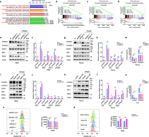 Figure 2. RGS1 is a modulator of IFNγ-JAK-STAT1 signaling.