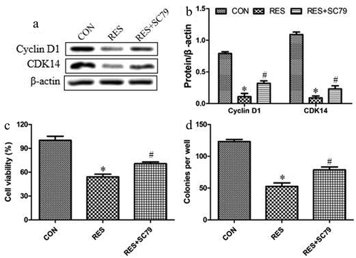 Figure 5. Resveratrol inhibits Akt signaling to decrease the levels of cyclin and the growth of OSCC cells. Cells were treated with resveratrol or Akt agonist SC79 (2 μM) for 24 h, then levels of Cyclin D1 and CDK14 were determined by (a) western blot and (b) quantitated. Next we assessed for (c) cell viability using the CCK8 assay and (d) colony formation. *P < 0.05 vs control group (CON). #P < 0.05 vs resveratrol group (RES)