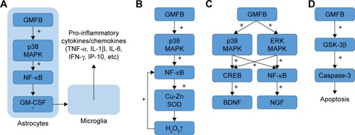 Figure 1 Possible signaling pathways of GMFB.