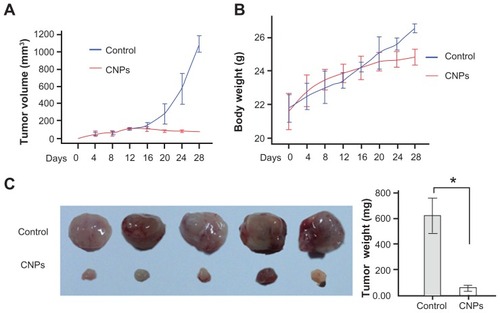 Figure 6 CNPs suppress retinoblastoma growth in a xenograft mouse model. SO-Rb 50 cells were subcutaneously injected into 6-week-old NOD SCID mice (5 × 107 per mouse). The mice were administrated CNPs or blank micelles (27.2 mg/kg/2 days) by intraperitoneal injections after solid tumors grew to 100 mm3. (A) CNPs inhibit tumor growth as measured by tumor volume. (B) As demonstrated by the change in body weight, CNPs had little toxicity in mice at the doses tested. (C) Solid tumors in mice treated with CNPs were significantly smaller than those in control mice.Notes: *P < 0.001 versus control. Error bars: 95% CI.Abbreviation: CNPs, celastrol nanoparticles.