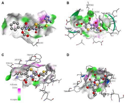 Figure 2 Spatial arrangement of the in silico tested cephalosporins with secA translocase PBP of Borrelia burgdorferi: (A) cefamandole, (B) cefapirin, (C) cefoxitin, and (D) cefuroxime.